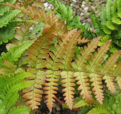 Dryopteris erythrosora